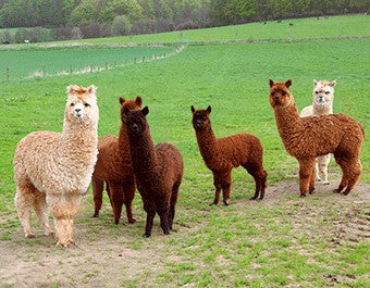 3D Postkarte mit Alpaka Herde auf der Weide