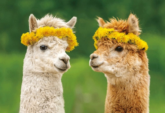 3D Postkarte mit zwei Alpaka-Köpfen