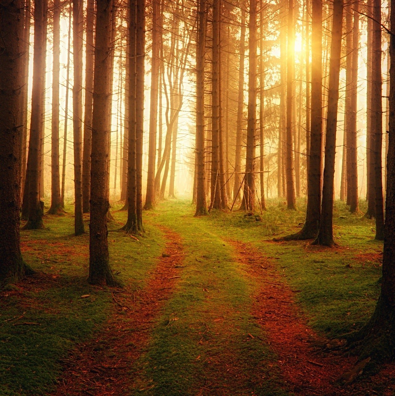 Achtsamkeitswanderung in die Natur