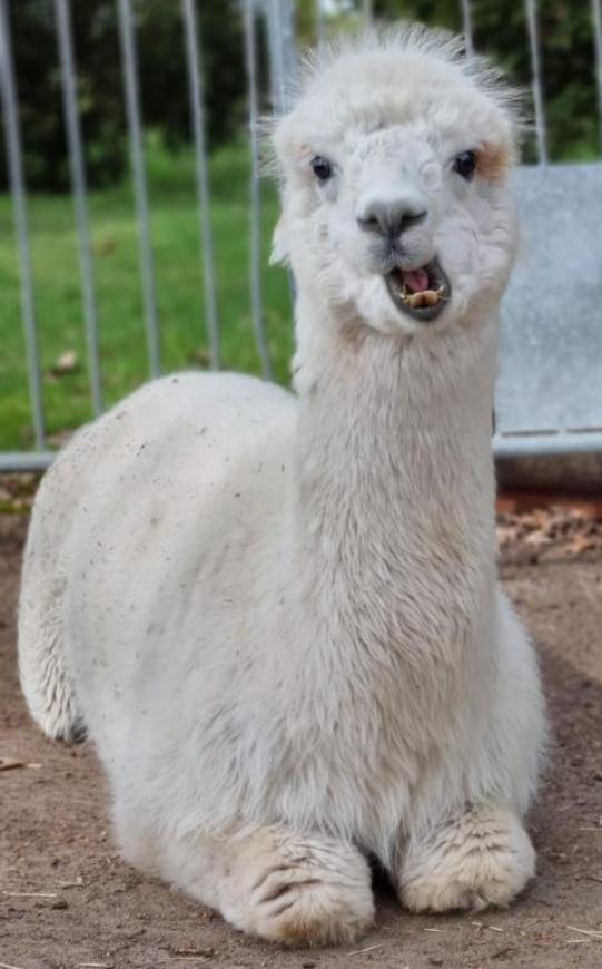 Alpaka - Patenschaft - groß